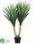 Yucca Plant - Green - Pack of 1
