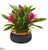 Silk Plants Direct Bromeliad Artificial Plant - Red - Pack of 1
