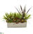 Silk Plants Direct Mixed Succulent and Grass Garden Artificial Plant - Pack of 1