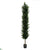 Outdoor Olive Topiary Tree - Green - Pack of 2