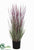 Outdoor Horsetail Reed Grass - Mauve - Pack of 2