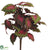 Begonia Bush - Green Pink - Pack of 6