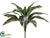 Cordyline Shrub Plant - Green Pink - Pack of 12