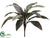 Cordyline Shrub Plant - Green Red - Pack of 12