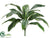 Cordyline Shrub Plant - Green White - Pack of 12