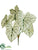 Caladium Plant - Green Two Tone - Pack of 12