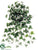 English Ivy Vine Hanging Plant - Green White - Pack of 36