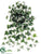 English Ivy Vine Hanging Plant - Green Green White - Pack of 36