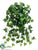 English Ivy Vine Hanging Plant - Green - Pack of 36