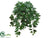 English Ivy Vine Hanging Plant - Green - Pack of 12