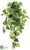 Potato Leaf Hanging Bush - Green Light - Pack of 12