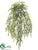 Mini Maidenhair Fern Hanging Bush - Green - Pack of 12