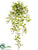 Silk Plants Direct Geranium Hanging Bush - White - Pack of 12