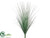 Onion Grass Bush - Green Frosted - Pack of 12