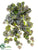 Geranium Leaf Bush - Green Black - Pack of 12