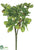 Jade Plant Bush - Green - Pack of 12