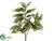Begonia Bush - Green White - Pack of 12