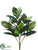 Rubber Plant - Green - Pack of 12