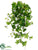 Ivy Hanging Plant - Green Two Tone - Pack of 12