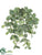 Mini Fittonia Hanging Bush - Green White - Pack of 12
