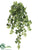 Lace Ivy Hanging Bush - Green Yellow - Pack of 12