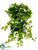 Kangaroo Ivy Hanging Bush - Green - Pack of 12