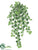 Mini Ivy Vine Hanging Bush - Variegated - Pack of 12