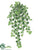 Mini Ivy Vine Hanging Bush - Variegated - Pack of 12