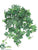 Mini English Ivy Hanging Plant - Green Frosted - Pack of 12