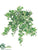 Mini Ivy Vine Hanging Bush - Variegated Frosted - Pack of 12