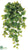 Philodendron Vine Hanging Plant - Green Brown - Pack of 6