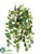 Mini Fittonia Hanging Bush - Green - Pack of 12
