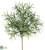 Podocarpus Bush - - Pack of 24