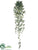Rosary Fig Hanging Bush - Green Gray - Pack of 12
