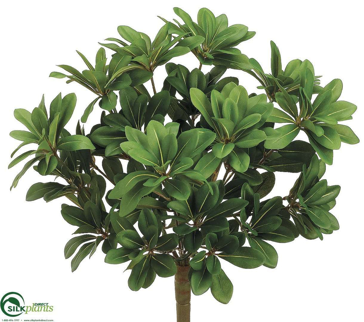 Pittosporum Bush Variegated Pack of 6 (CGV175PBPS
