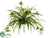 Spider Plant Bush - Green Two Tone - Pack of 12