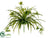 Spider Plant Bush - Green Two Tone - Pack of 12