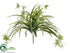 Silk Plants Direct Spider Plant Bush - Variegated - Pack of 12