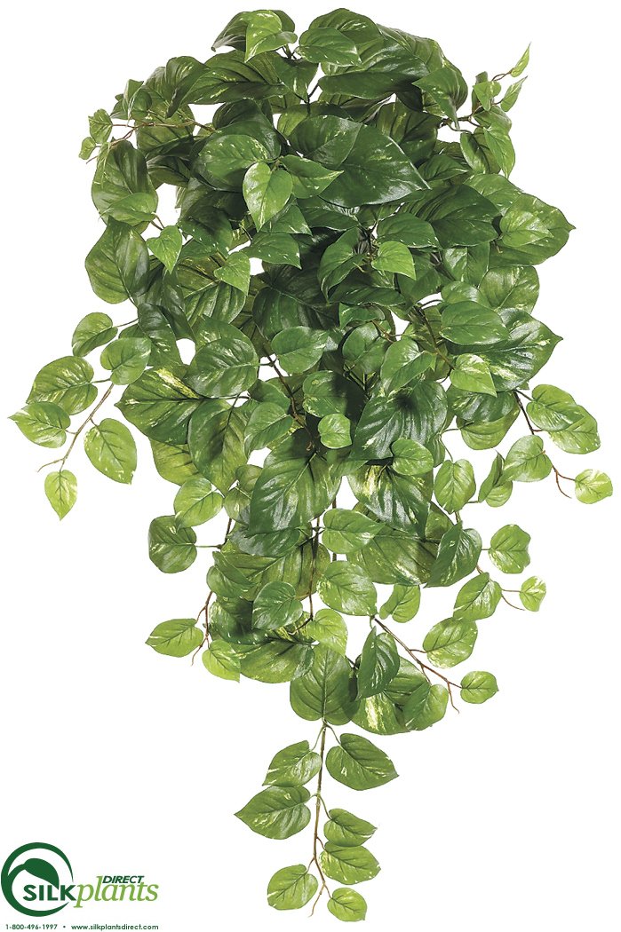 Pothos Hanging Vine Plant Green Pack of 12 (CRG020WBPS