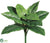 Giant Emerald Philodendron Bush - Green - Pack of 12