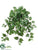 Medium Pothos Hanging Bush - Green Two Tone - Pack of 12