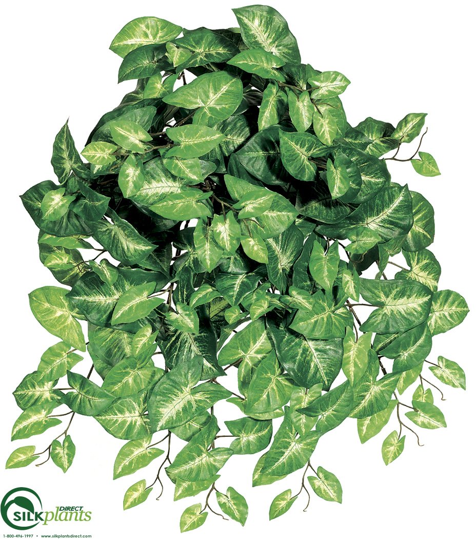 Nephthytis Hanging Bush Green Pack of 12 (CRG309WBPS
