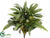 Philodendron, Fern, Potato Leaf Bush - Green Two Tone - Pack of 6