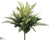 Aglaonema, Fern, Grass Bush - Green Variegated - Pack of 6