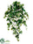 Ivy, Eucalyptus Hanging Bush - Green Two Tone - Pack of 6