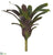Bromeliad Plant - Green Purple - Pack of 2