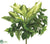 Hosta, Boston Fern, Philodendron Bush - Green - Pack of 6