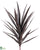 Yucca Plant - Purple - Pack of 3
