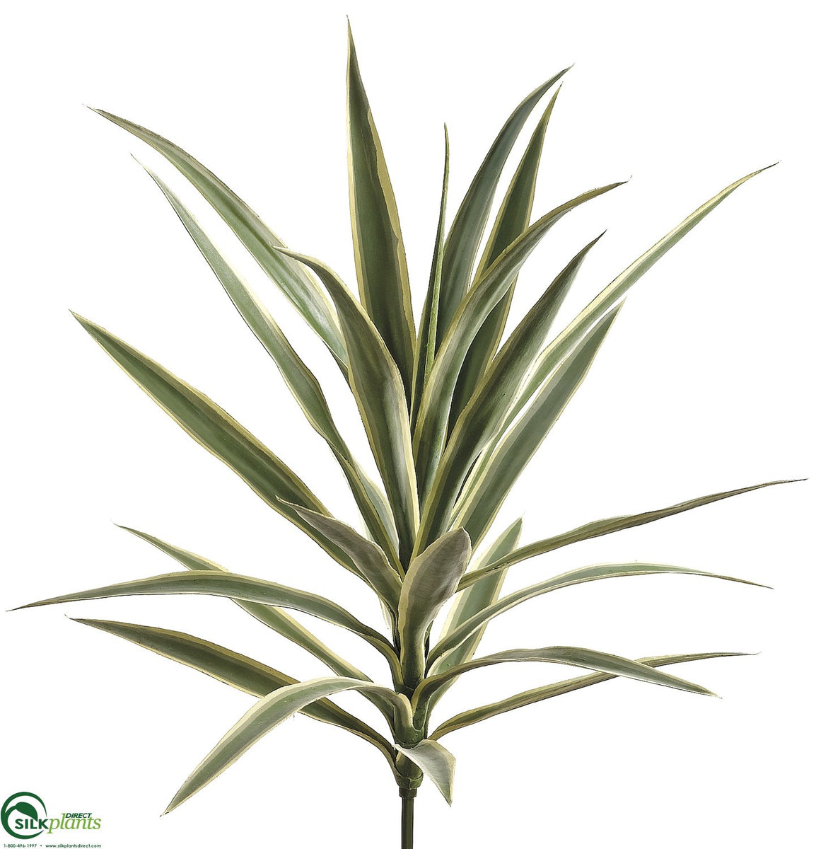 Yucca Plant - Variegated - Pack of 3 - (CGV-712YPPS