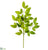 White Ash Leaf Spray - Green Two Tone - Pack of 12